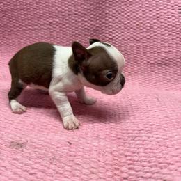 Girl 1 - Seal and white female Boston Terrier puppy in Chillicothe, Ohio from 740 kennels
