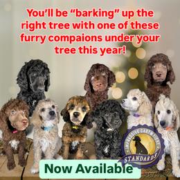 Poodle Puppies from Impressive Cartwright Poodles