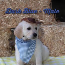 Golden Retriever Puppies from Valley County Goldens