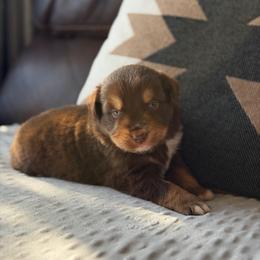 Bunny - Red tri male Miniature Australian Shepherd puppy in Cody, Wyoming from Quartz Creek Aussies