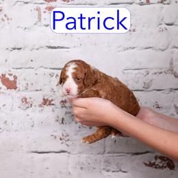Patrick - Red  male Goldendoodle puppy in Calhoun, Georgia from Happy Top Doodles
