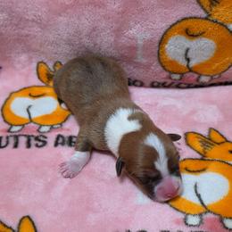 Boy 1 - Sable and white male American Corgi puppy in Tallahassee, Florida from Koko's Korgis