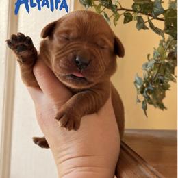 Alfalfa - Yellow male Labrador Retriever puppy in Tomahawk, Wisconsin from Mahner Labs