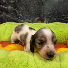 Andes - Dapple male Dachshund puppy in Irving, Texas from DFW Dachshunds by G & S