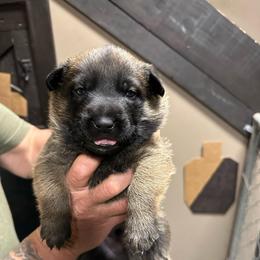 Male 2 - Mahogany male Belgian Malinois puppy in China Spring, Virginia from Childress Creek Kennels