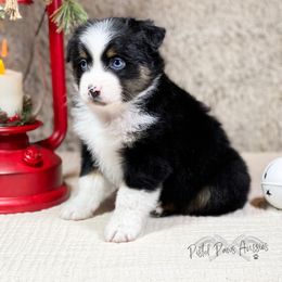 Miniature Australian Shepherd and Toy Australian Shepherd Puppies from Pistol Paws Aussies