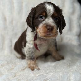 Maroon girl - Tri-Roan female English Springer Spaniel puppy in Fairfield, California from Goldridge Springers