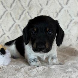 Indy - Piebald male Dachshund puppy in Brashear, Texas from Shepherds Run Miniature Dachshunds