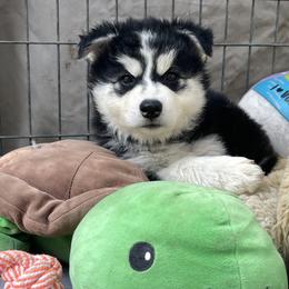 Ranger - Black and white male Pomsky puppy in Diamond Lake, Washington from Husky Haven WA