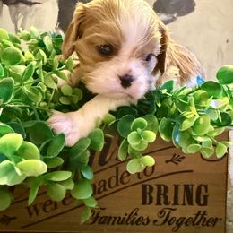 Honey - Blenheim female Cavalier King Charles Spaniel puppy in Port Orchard, Washington from Cavaliers of House Northup