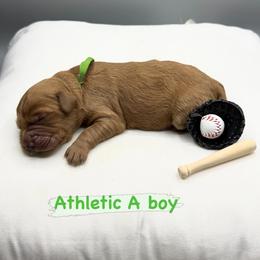 Mr Athletic ( green collar ) - Apricot male Goldendoodle puppy in Roseville, California from Roseville GoldenDoodles