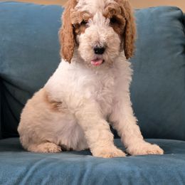 Rooney - Caramel red male Labradoodle puppy in Galt, Missouri from Only Doodles!