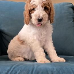 Rooney - Caramel red male Labradoodle puppy in Galt, Missouri from Only Doodles!