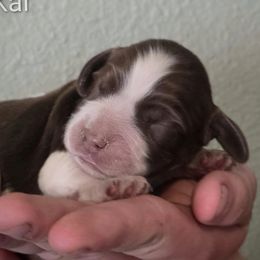 Kai - Tri-Roan male English Springer Spaniel puppy in Florida from Thunderbird Springers