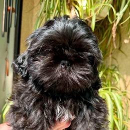 Sissy in - Brindle female Shih Tzu puppy in Victorville, California from Precioustzus