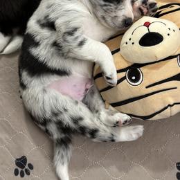 Border Collie Puppies from Roaring River Border Collies