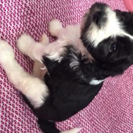 Australian Labradoodle Puppies from GorgeousDoodles