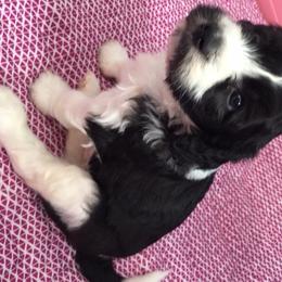 Australian Labradoodle Puppies from GorgeousDoodles