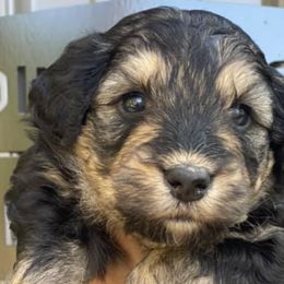 Aussiedoodles and Irish Doodles from Madding Doodles