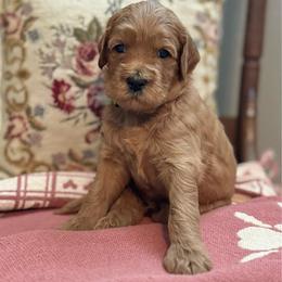 Dopey- Green - Red  male Goldendoodle puppy in Bay City, Texas from Charming Doods Goldendoodles