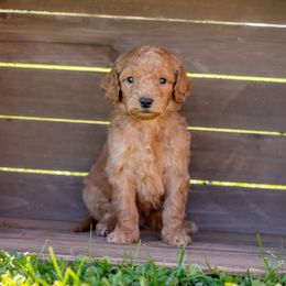 Goldendoodle and Poodle Puppies from Corbin’s Southern Curl’s