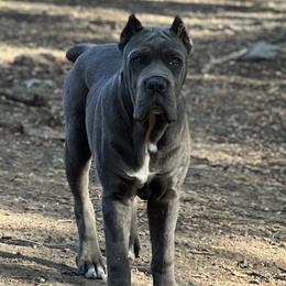 Ocean - Cane Corso