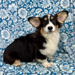 Duchess - Black and tan female Pembroke Welsh Corgi puppy in Columbia, Tennessee from Wiggle B Ranch Corgis