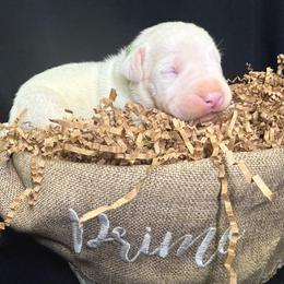 Green - White female Dogo Argentino puppy in Powder Springs, Georgia from Primo Kennels