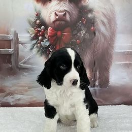 Hunter - Black and white male English Springer Spaniel puppy in Casnovia, Michigan from DESK Springer Spaniels