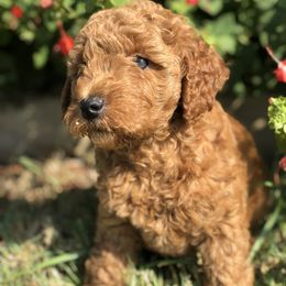 Goldendoodle Puppies from Regal Doodles