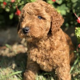Goldendoodle Puppies from Regal Doodles