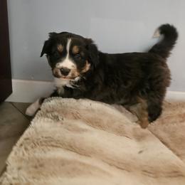 Willow - Black tri-color female Australian Shepherd puppy in Millwood, Missouri from Small Town Australian Shepherds
