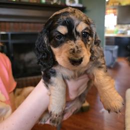 Dachshund Puppies from 4H Farms Dachshunds