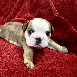 Bulldog and Chihuahua Puppies from Chrinchen