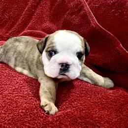 Bulldog and Chihuahua Puppies from Chrinchen