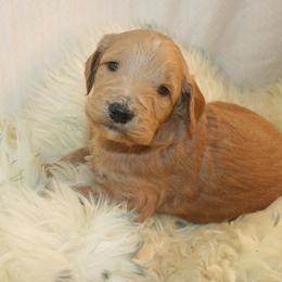 Aussiedoodle, Goldendoodle, and Pyredoodle Puppies from Loving Doodle