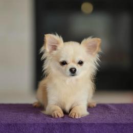 Te Amo - Chihuahua
