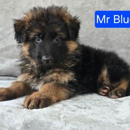 Blue Collar Male - Black and red male German Shepherd puppy in Sumner, Iowa from Vom Wilke Kennels