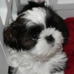 Shih Tzu Puppies from Home Brew Shih Tzu