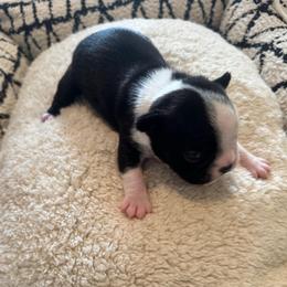 Sapphire Girl 5 - Black and white female Boston Terrier puppy in Brookville, Ohio from Best Friend Bostons