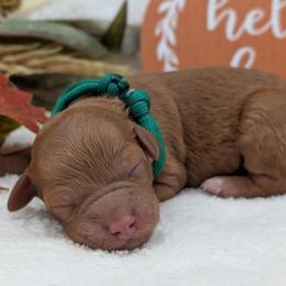 Boy 2 - male Poodle puppy in Midland, North Carolina from Alger Farm, LLC