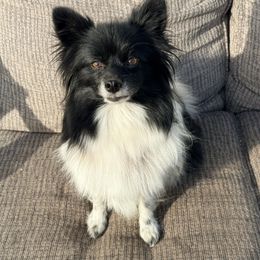 Gir - Black parti female Pomeranian puppy in Saint Ignatius, Montana from Pomeranians Montana