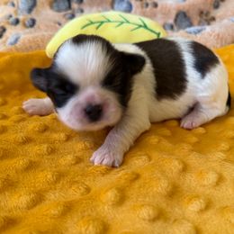 Chester Chipotle-AKC Champion Bloodline - Red and white male Shih Tzu puppy in Long Beach, California from Prieto Shih-Tzu's