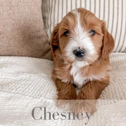 Chesney - Red  male Goldendoodle puppy in Melba, Idaho from KZ Doodles