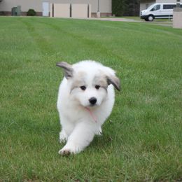Great Pyrenees Puppies from White O'Morn Farm AKC Great Pyrenees