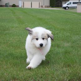 Great Pyrenees Puppies from White O'Morn Farm AKC Great Pyrenees