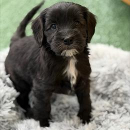 Honey Bun - Black and chalk female Australian Labradoodle puppy in Londonderry, New Hampshire from Granite State Labradoodles