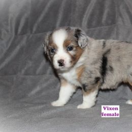 Miniature Australian Shepherd Puppies from Monticello Mini's