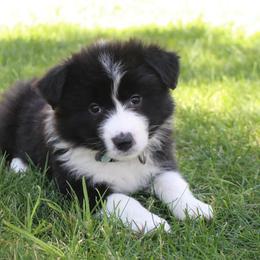 Border Collie Puppies from Team Reeves Ranch