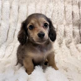 Gravy - Cream male Dachshund puppy in Sebring, Florida from Mini Weenies